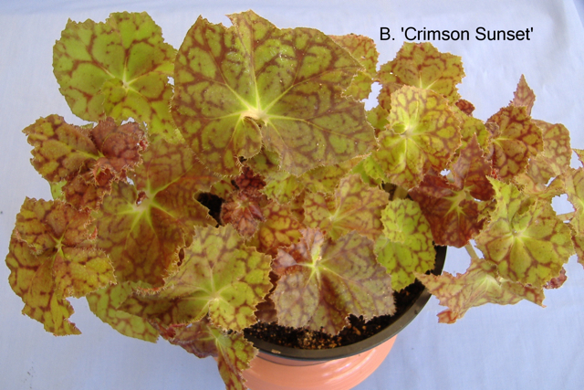 B. ‘Crimson Sunset’